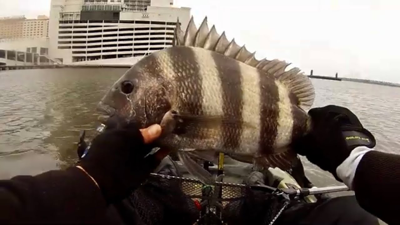 Sheepshead Fishing behind Margaritaville in Biloxi, MS