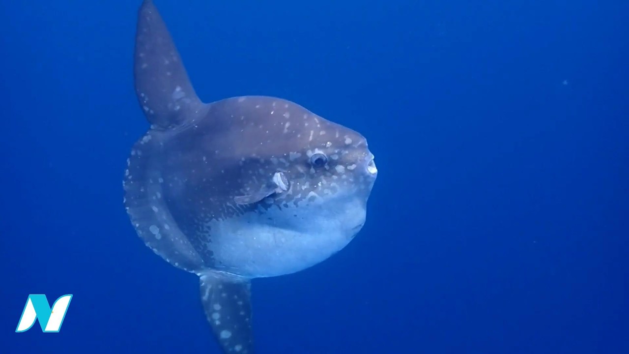 Mola-Mola | Raksasa Laut yang Pasrahkan Tubuhnya Dimakan Predator
