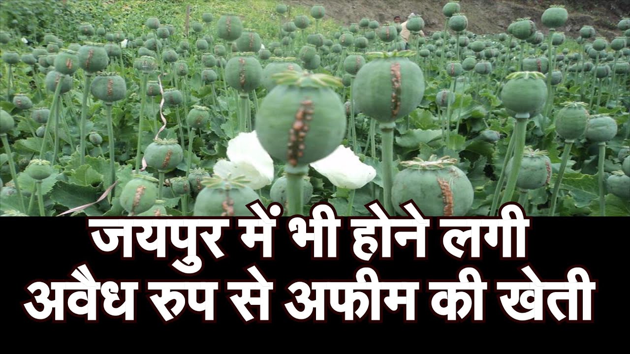 जयपुर में भी होने लगी अवैध रुप से अफीम की खेती