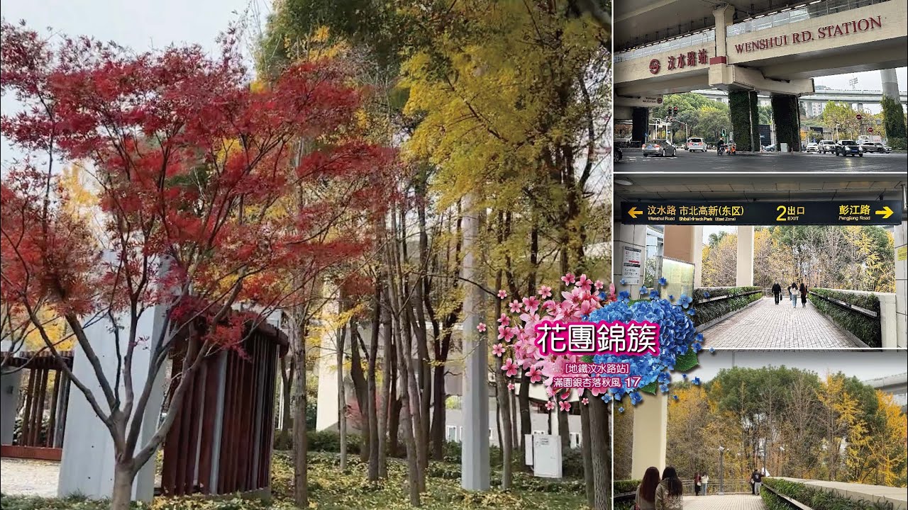 一葉知秋 [地鐵汶水路站] 滿園銀杏落秋風④ | 上海 靜安區 | 2023.12.11拍攝 | 20251128 Candy Studio 糖果屋