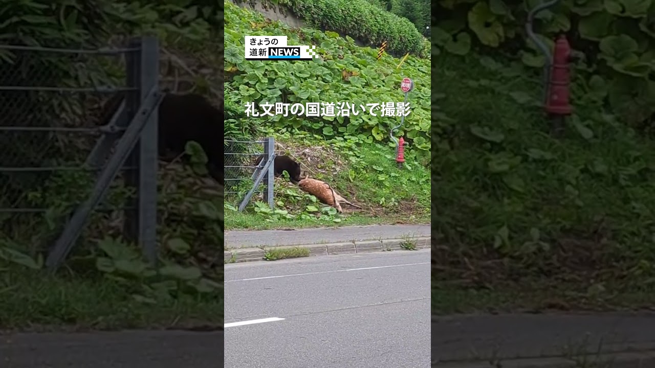 根室管内羅臼町礼文町の国道でヒグマがシカ襲う 