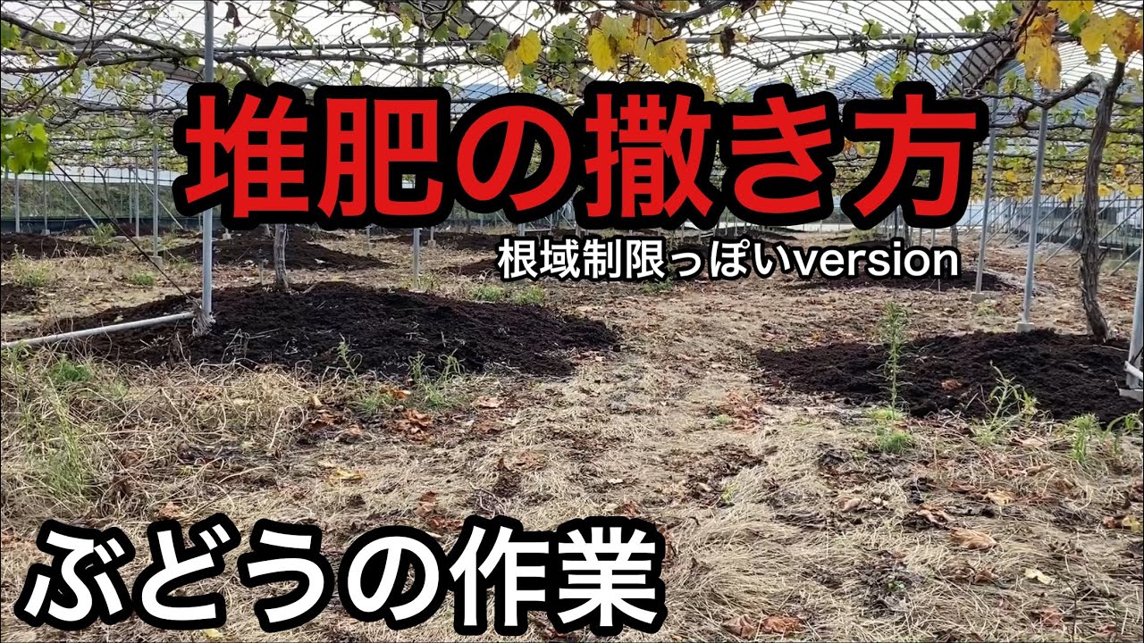 「ぶどうの作業」堆肥の撒き方！根域制限っぽいversion