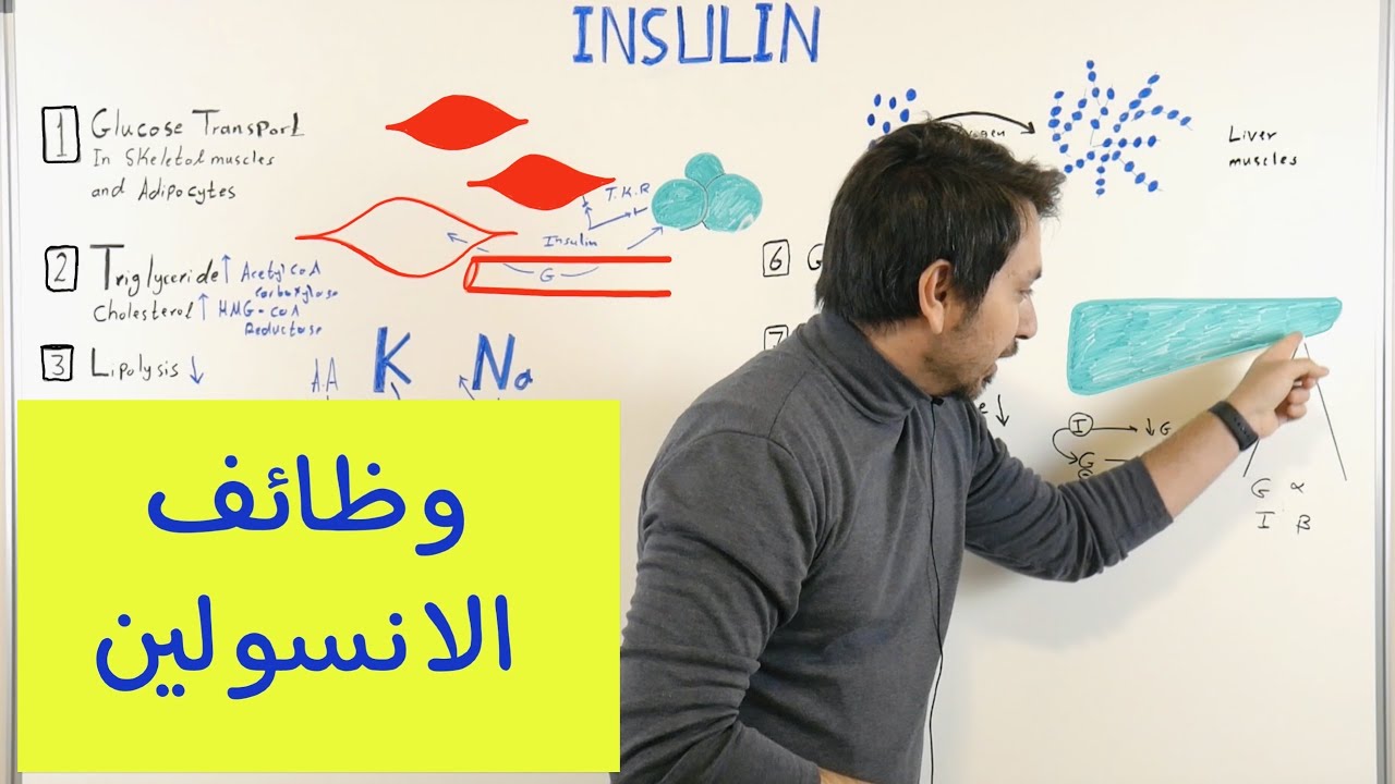 ما هي وظائف الانسولين العشرة ؟ Insulin Functions