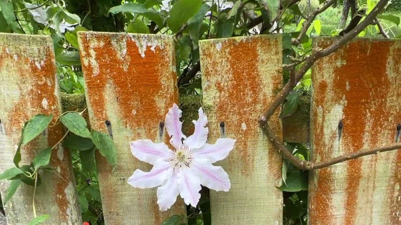 RHS Rosemoor May 2022
