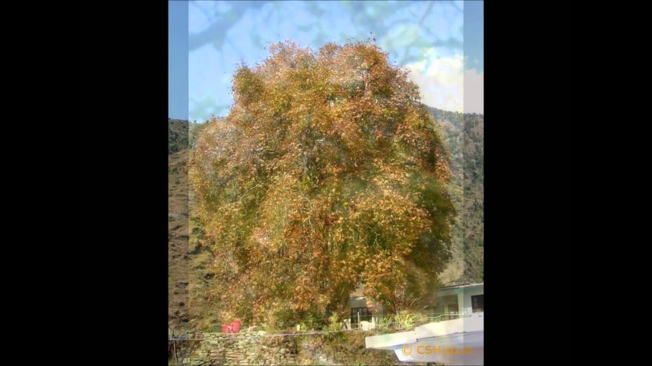 ԼՈՒՍԻՆԵ  ԶԱՔԱՐՅԱՆ/ Կոմիտաս 