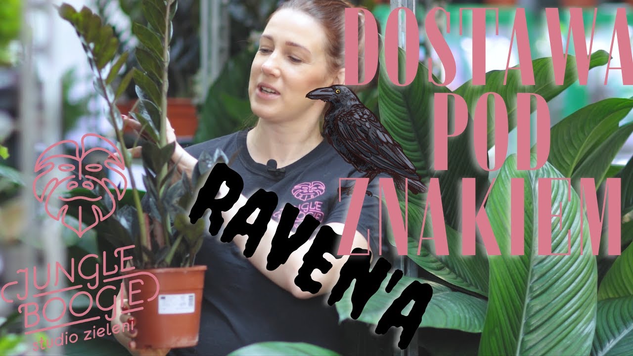 Dostawa roślin od Jungle Boogie pod znakiem kruka, ostatnia przed świętami.