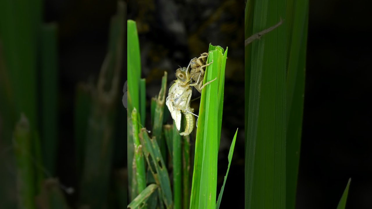 From Nymph to Beauty - The Dragonfly's Amazing Metamorphosis