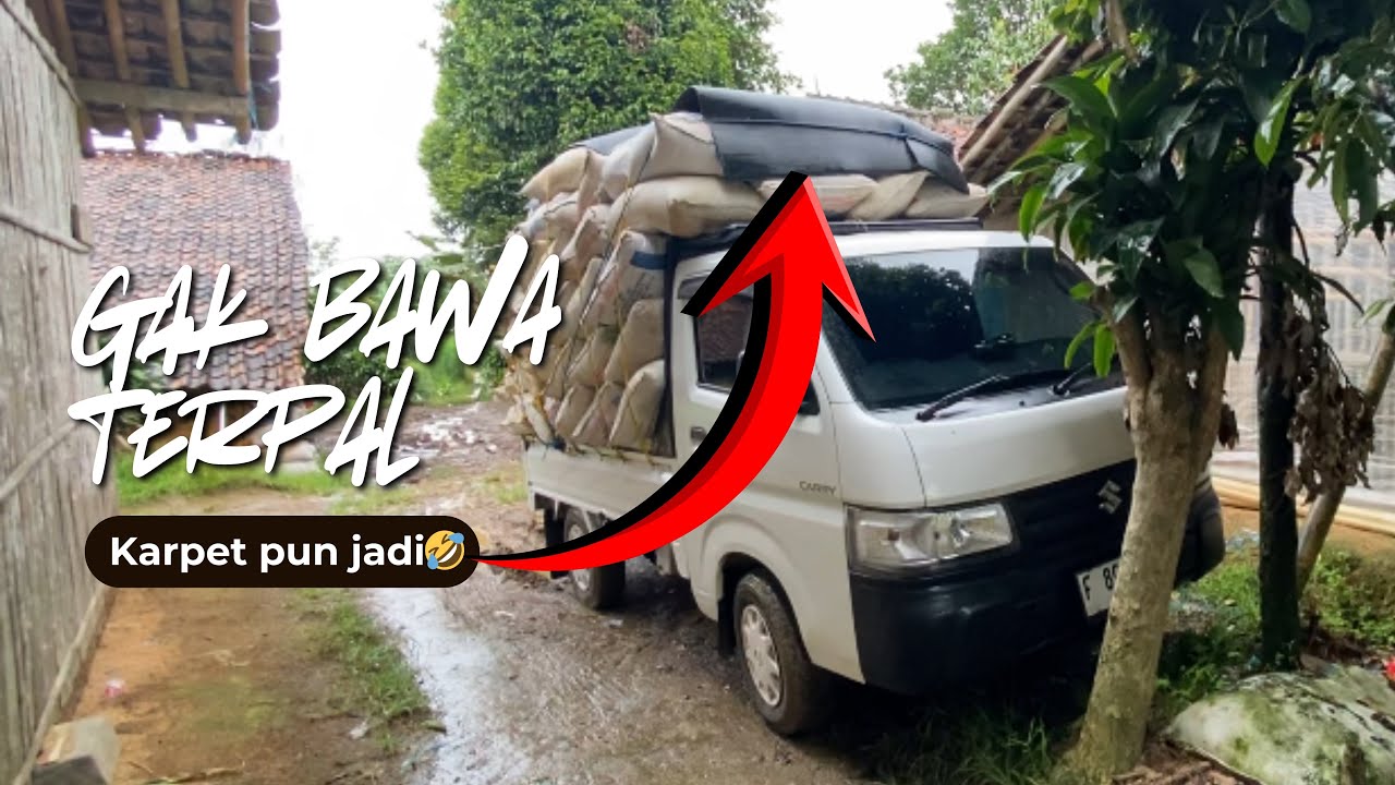 Muat sekam ditutupi pake karpet alas bak