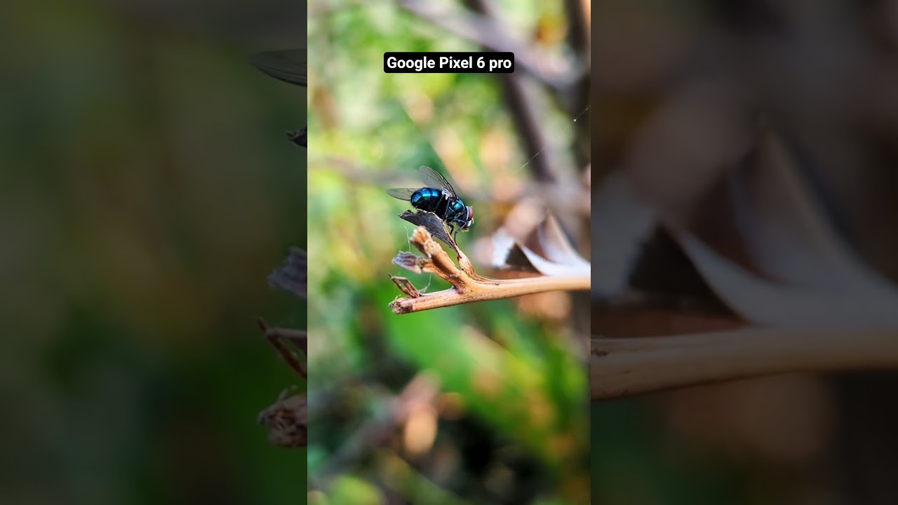 Google Pixel 6 pro. 