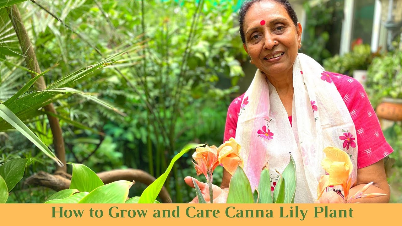 Canna Lily In Containers | How to Grow and Care Canna Lily Plant | Canna Lily Care