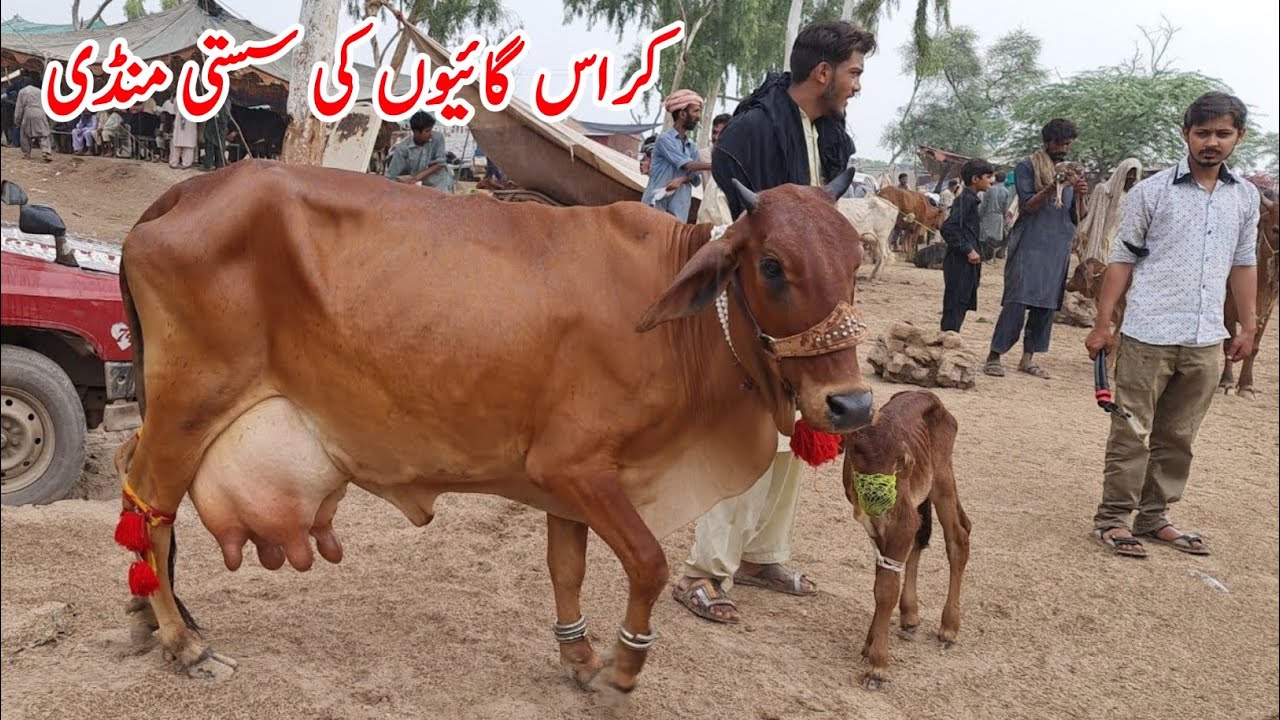 Sahiwal Cross Gay • Cow Fresh Rates Update • Maweshi Mandi Mallu Mod Jhang