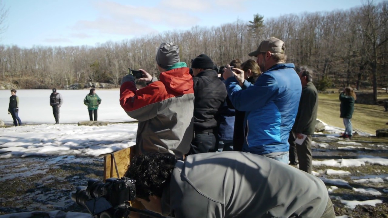 Bobcat Release at Wawayanda State Park