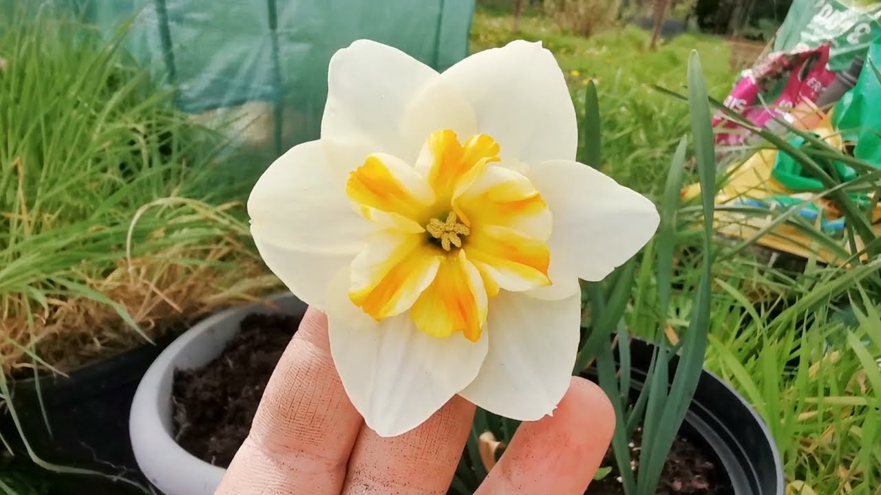 Narcissus Sorbet, a stunning split cup daffodil with a flaring corona