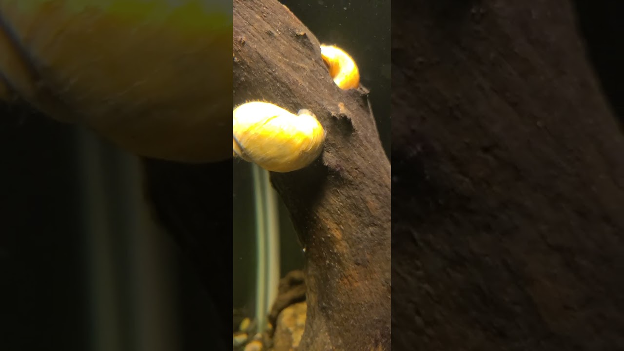 Big Guy climbs down wood
