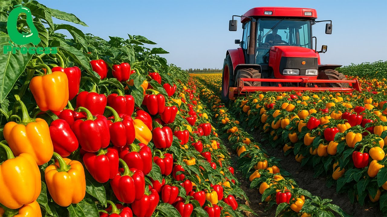 How Millions of Colorful Bell Peppers Are Grown, Harvested, and Sorted by Machine