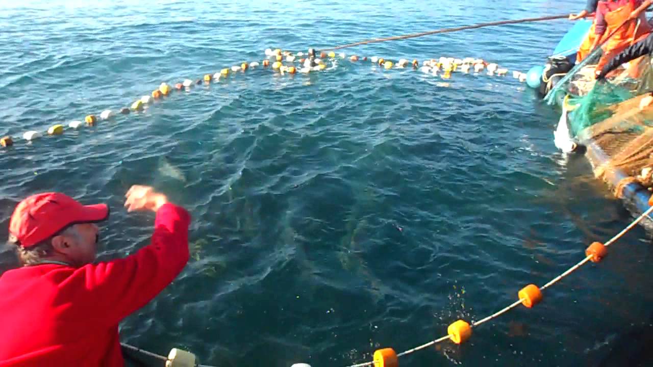 Pesca de las palometas en LONCURA