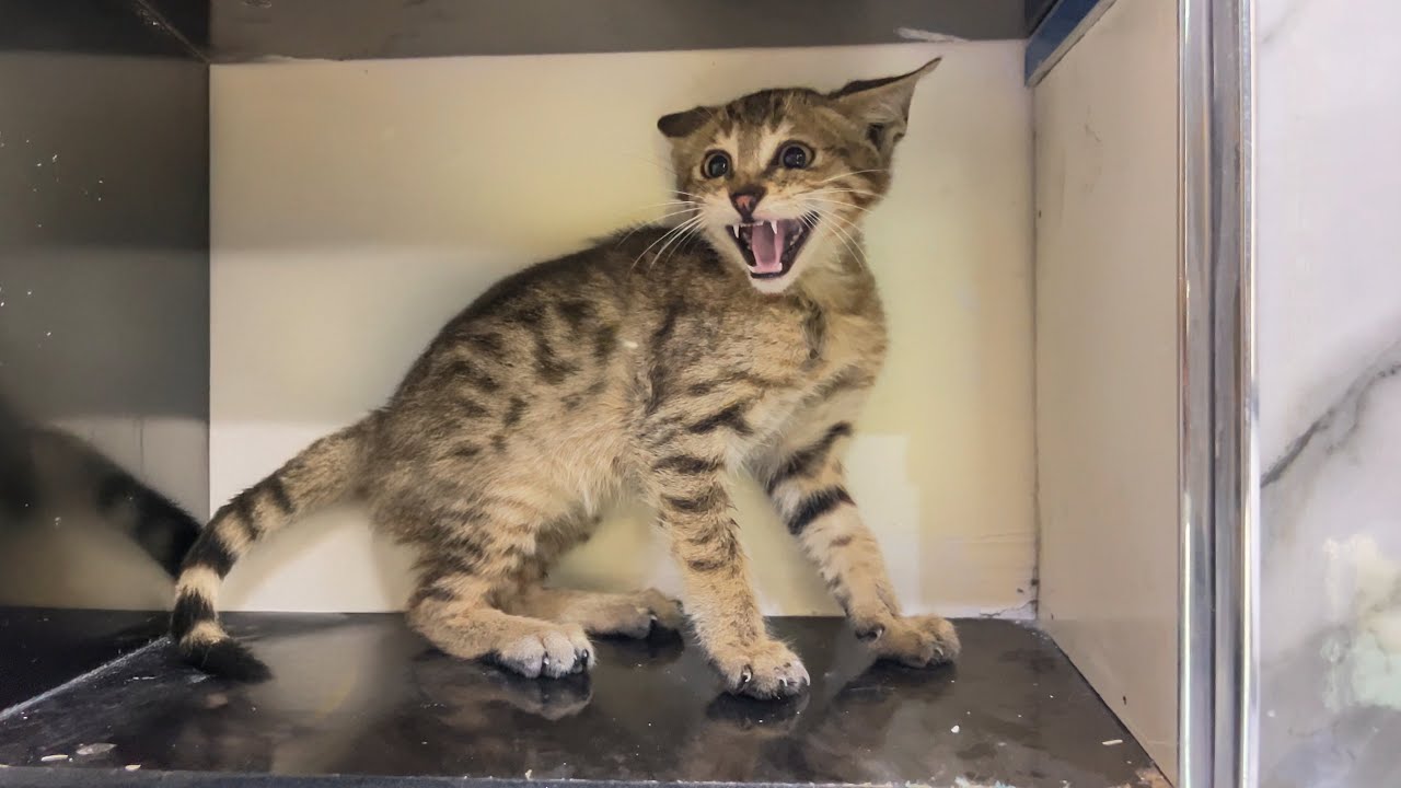 A Stray Cat Brings Her Kittens into Home, Afraid The Owner Will Reject Them.
