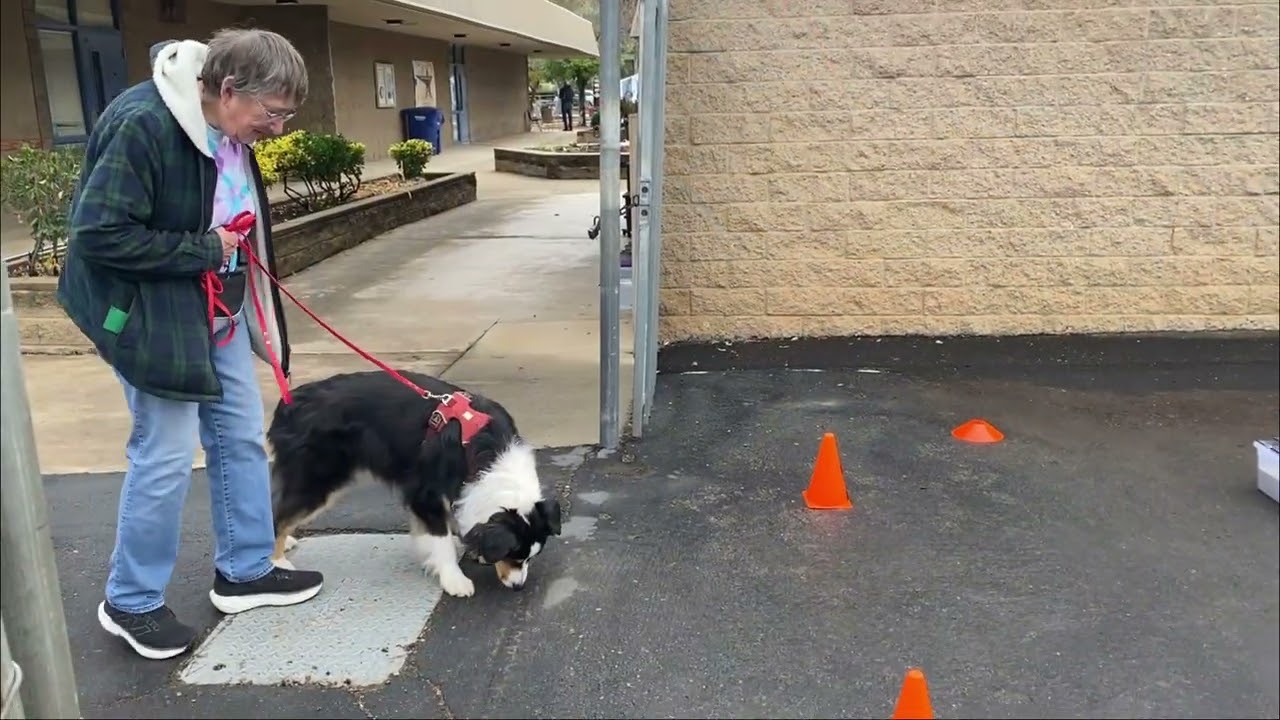 Quazar's First Scent Work Trial