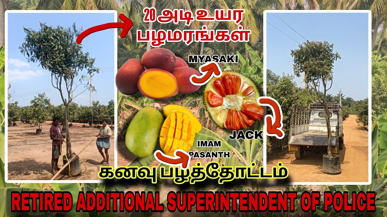 ஈரோடு முன்னாள் ADSP அவர்களுக்கு நமது நர்சரில் இருந்து 20 அடி உயரம் வளர்ந்த பழ மரங்கள் DELIVERY 