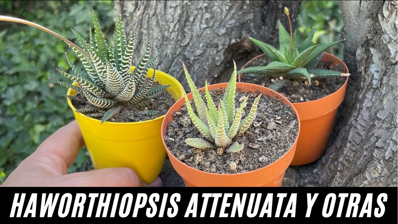 HAWORTHIA ATTENUATA, FASCIATA VARIEGATA y ATTENUATA RADULA | Cuidados y Reproducción
