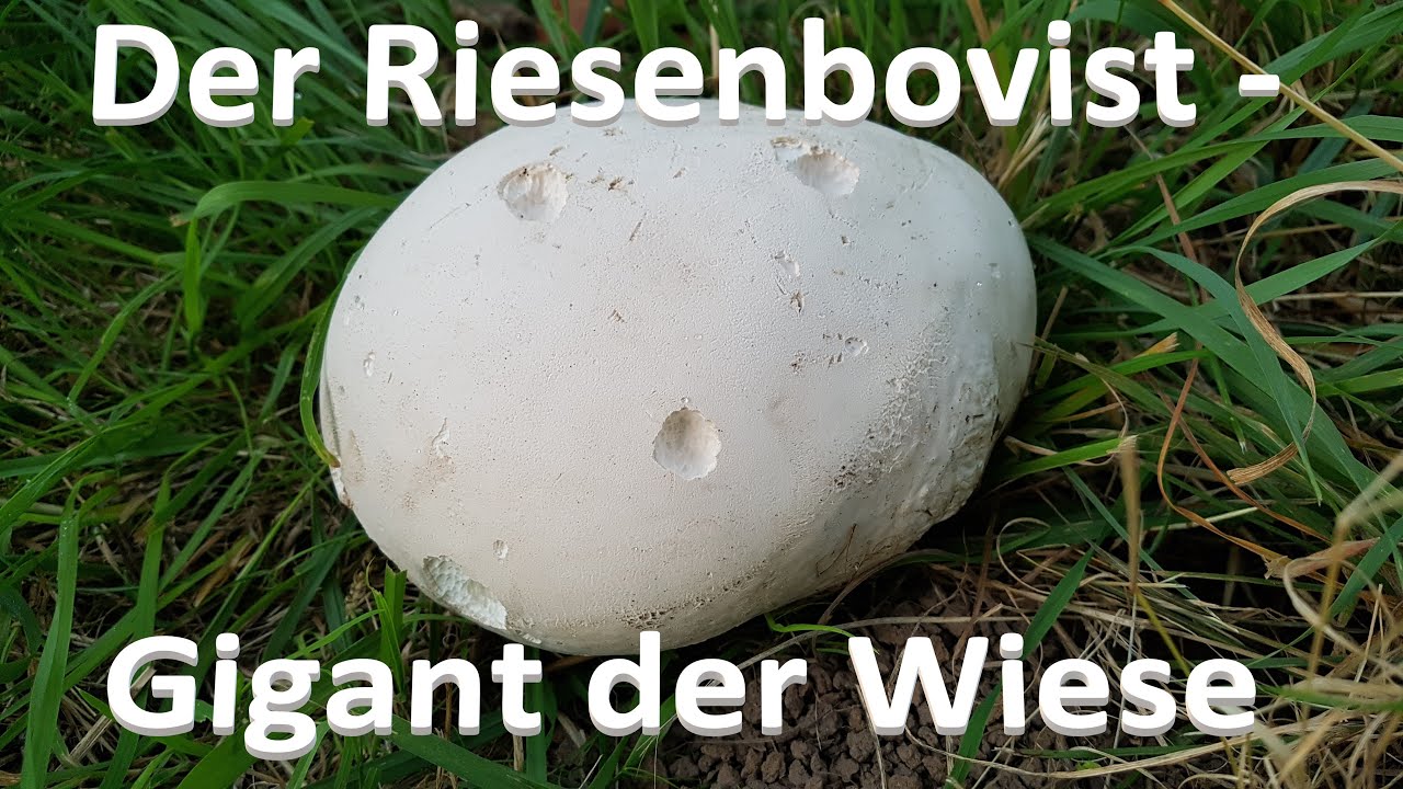 Der Riesenbovist - Gigant der Wiese - Giant puffball