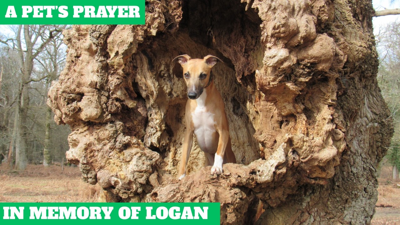 A PET'S PRAYER ...... IN MEMORY OF LOGAN.