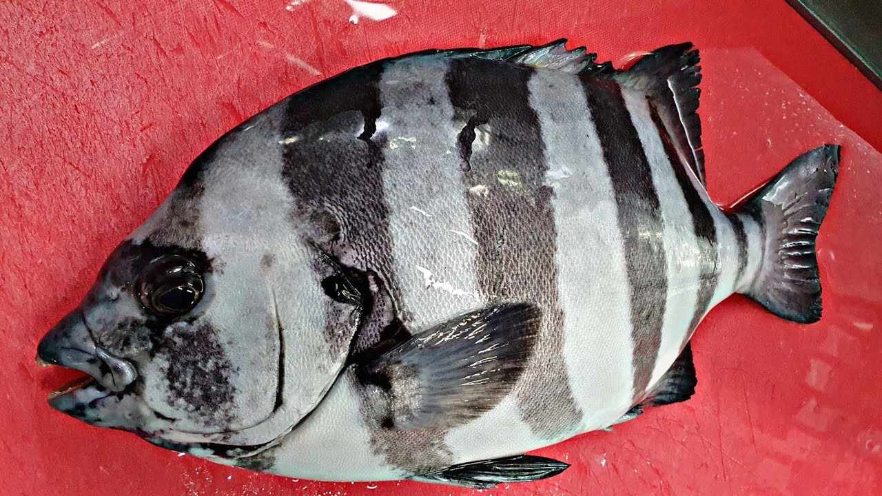 비싸지만 맛있는 1.2kg 돌돔 회뜨기 Rock Bream sashimi