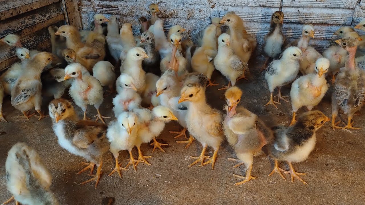 Higienização de baias para receber novos lotes de pintinhos.