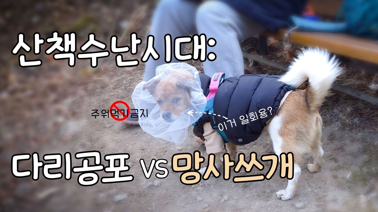 님아 그 다리는 건너세요... 쫄보 강아지의 눈물겨운 진밭골 산책기 | 강아지 산책 브이로그