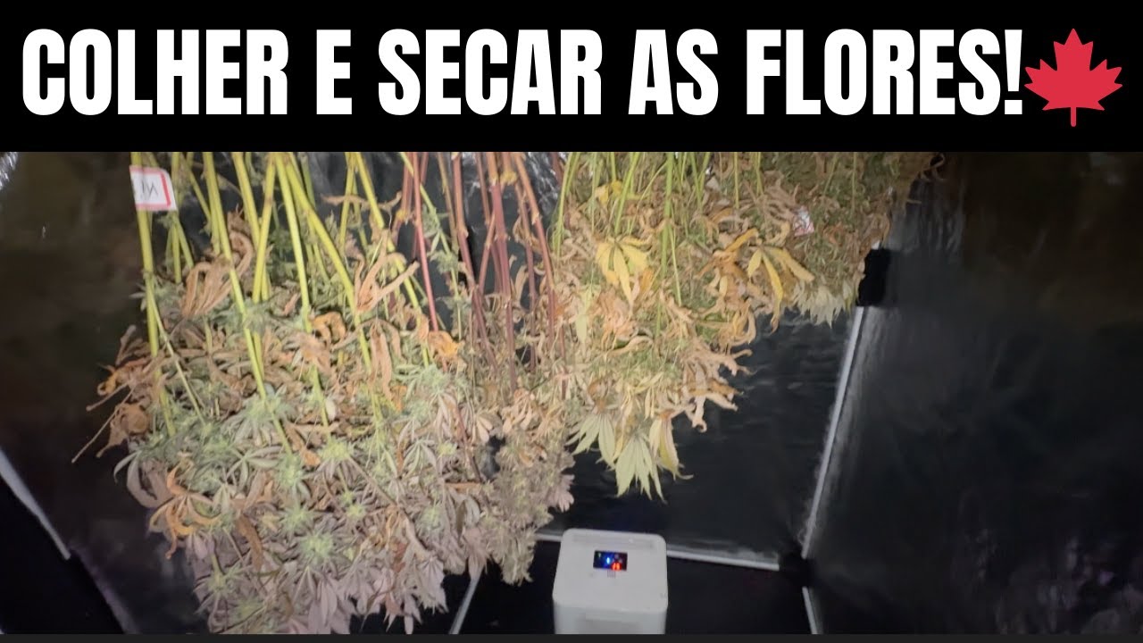 COLHER E SECAR as flores 