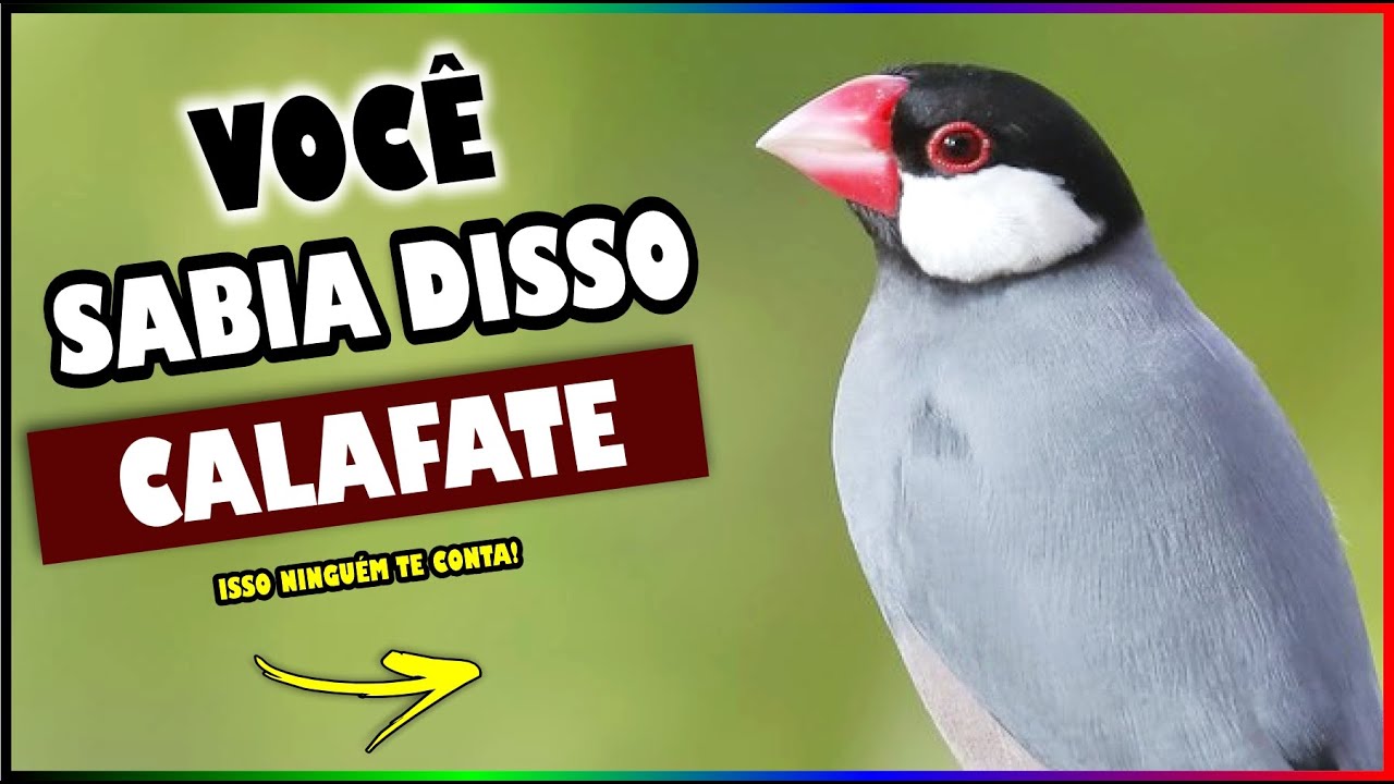 5 CURIOSIDADES SOBRE O - CALAFATE!