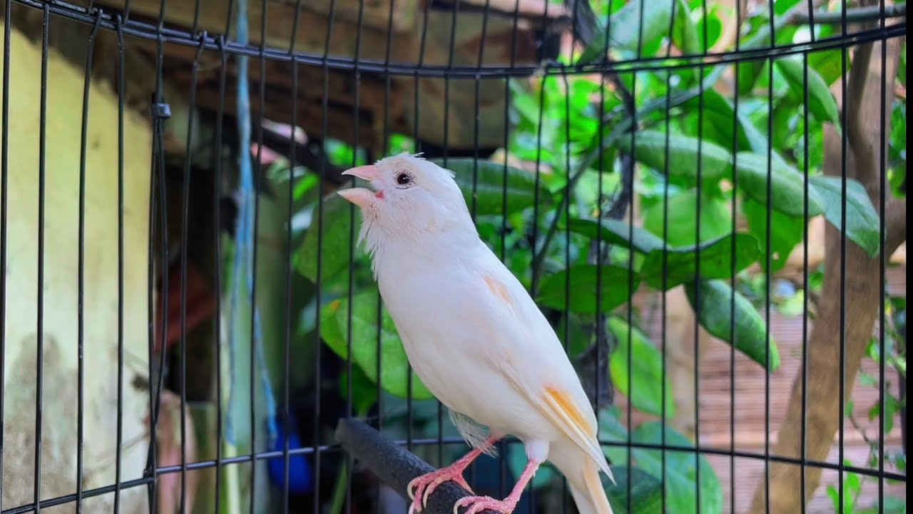 White Canary Bird Singing Master ‼️ Belgian Canary Bird