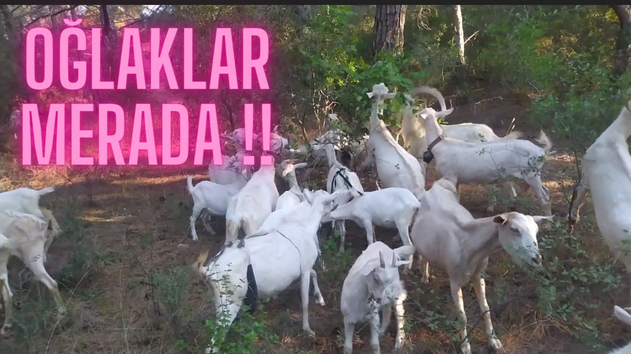 OĞLAKLAR İLK KEZ MERADA !!