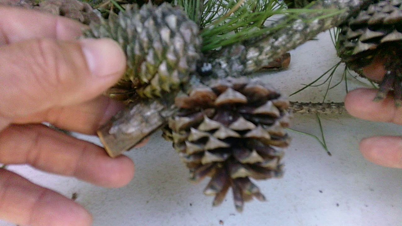 Pitch Pine
