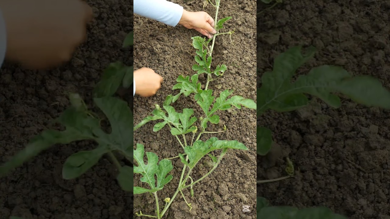 Tips to grow bigger and sweeter Watermelons #smartfarming #gardeningtips