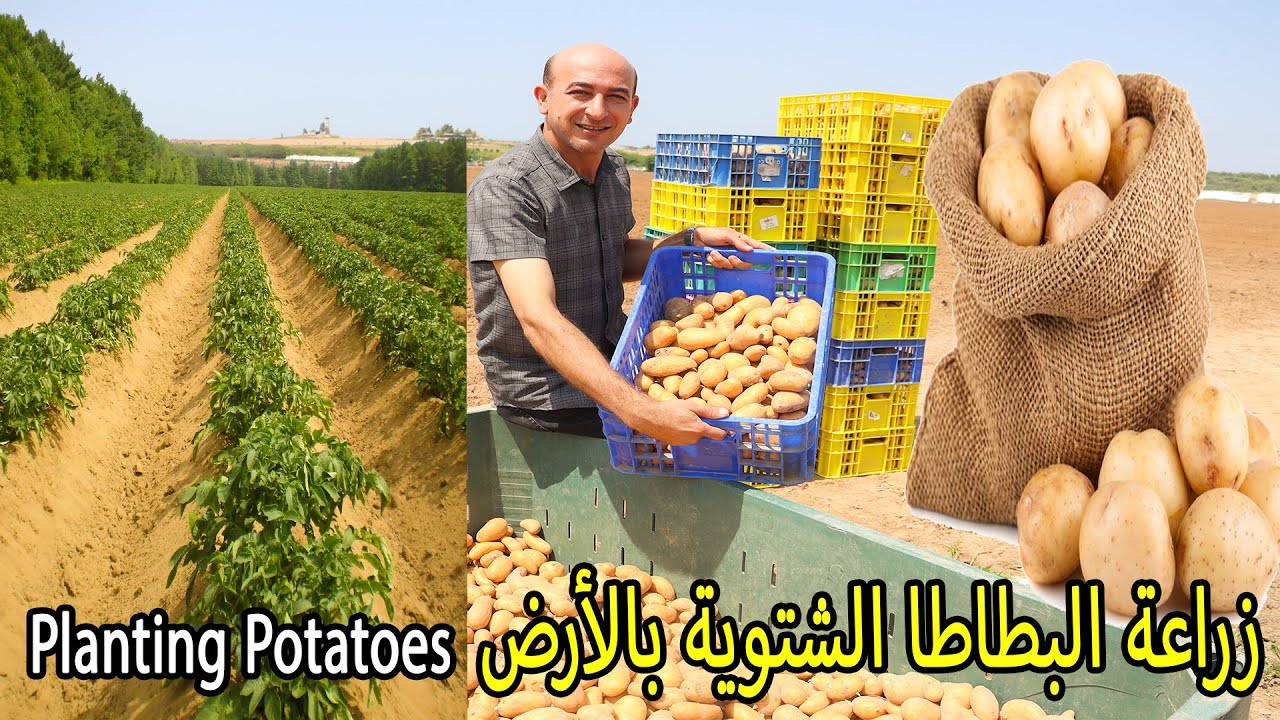 زراعة البطاطس بالأرض Growing Potatoes