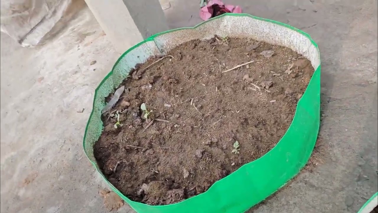 Kitchen garden mai hori hai broccoli🥦