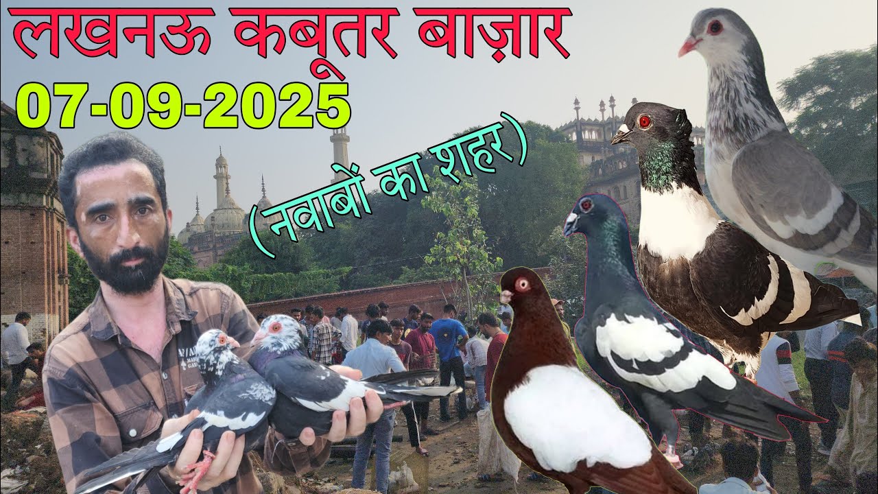 Nakkhas Lucknow kabootar market part-1 07-09-2025. Lucknow birds market. लखनऊ कबूतर बाज़ार