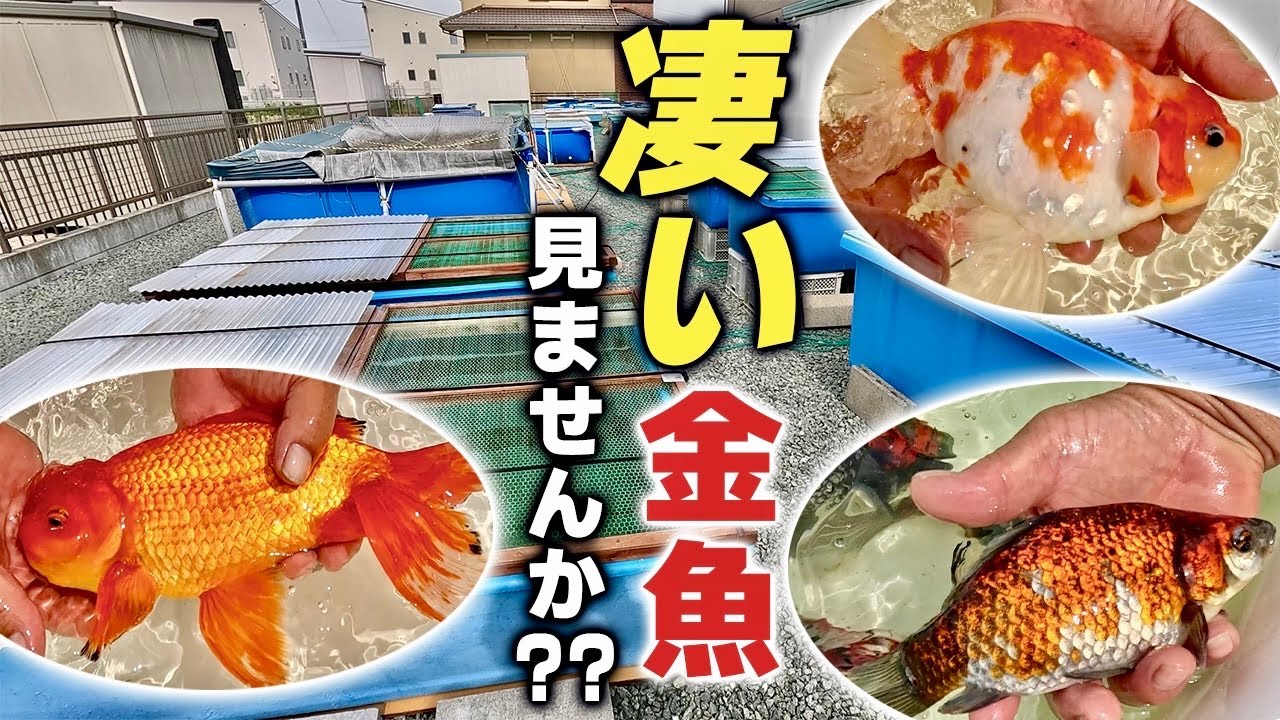 【野浪養魚場①】生きる伝説‼︎有名愛好家「野浪さん」の膨大な飼育場を撮影しました。ハイクオリティの金魚が続々登場します‼︎