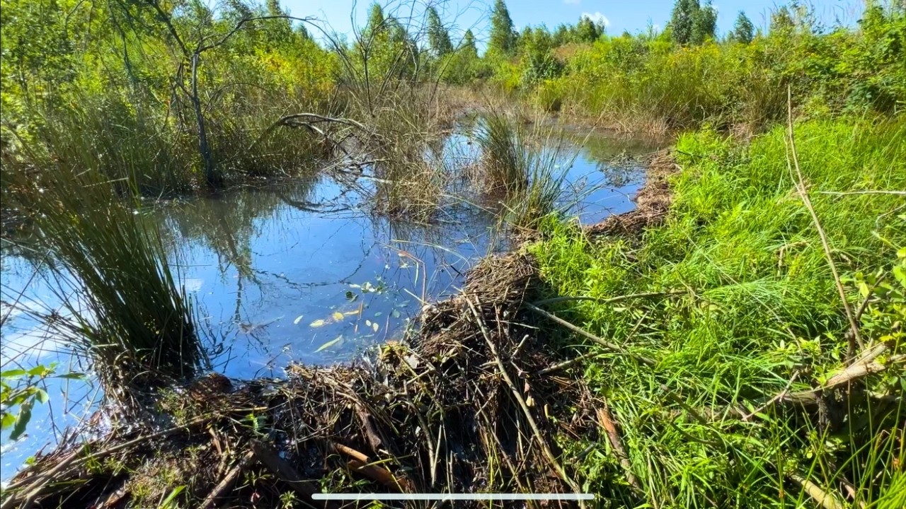 Beaver Dam Removal – Draining Flooded Soybean Fields!