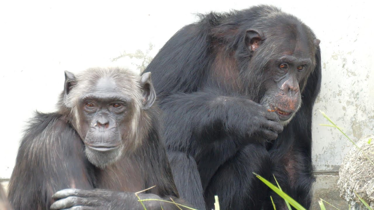 １日中おやつタイムとジュンのディスプレイ（All day snack time & Jun display）　浜松市動物園　チンパンジー　202311