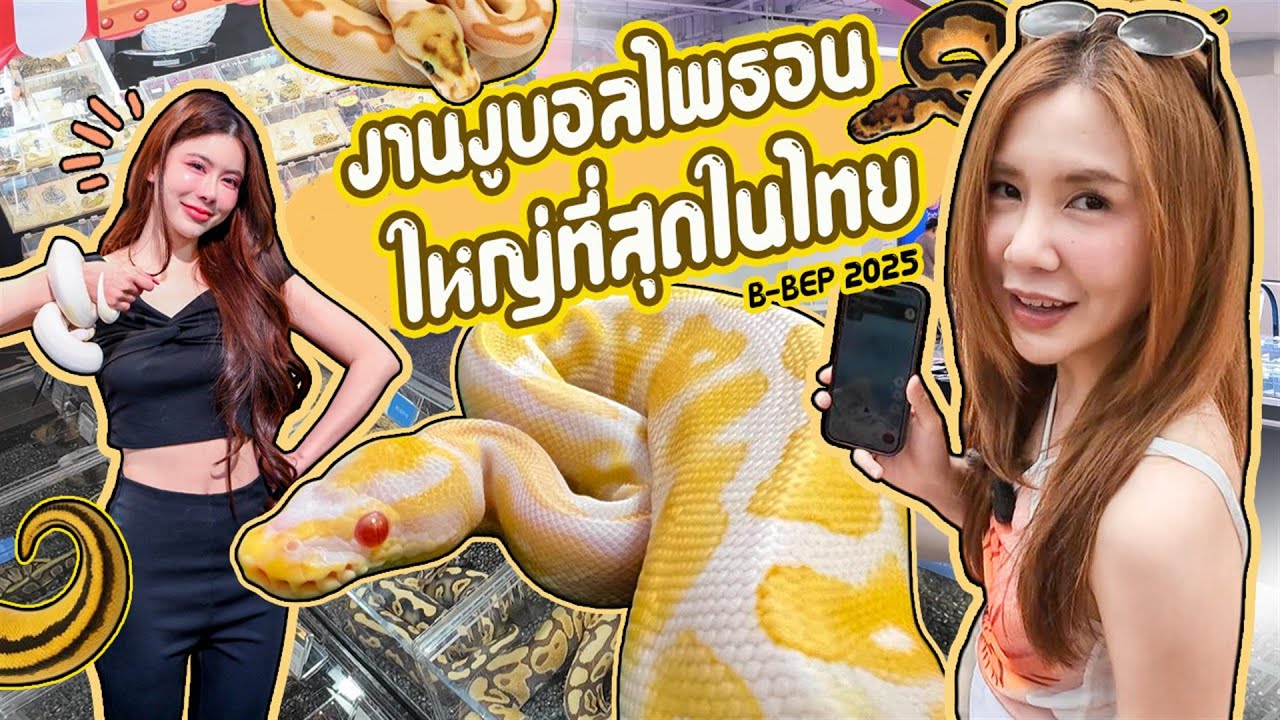 งานงูบอลไพธอน ใหญ่ที่สุดในไทย B-BEP 2025