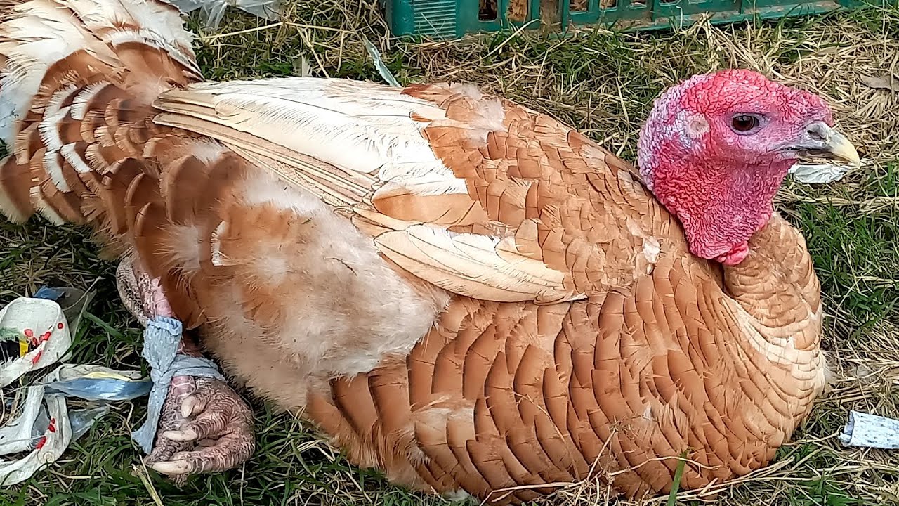 Feira das Galinha, Feijão Capoeiras Pe.08/08/25
