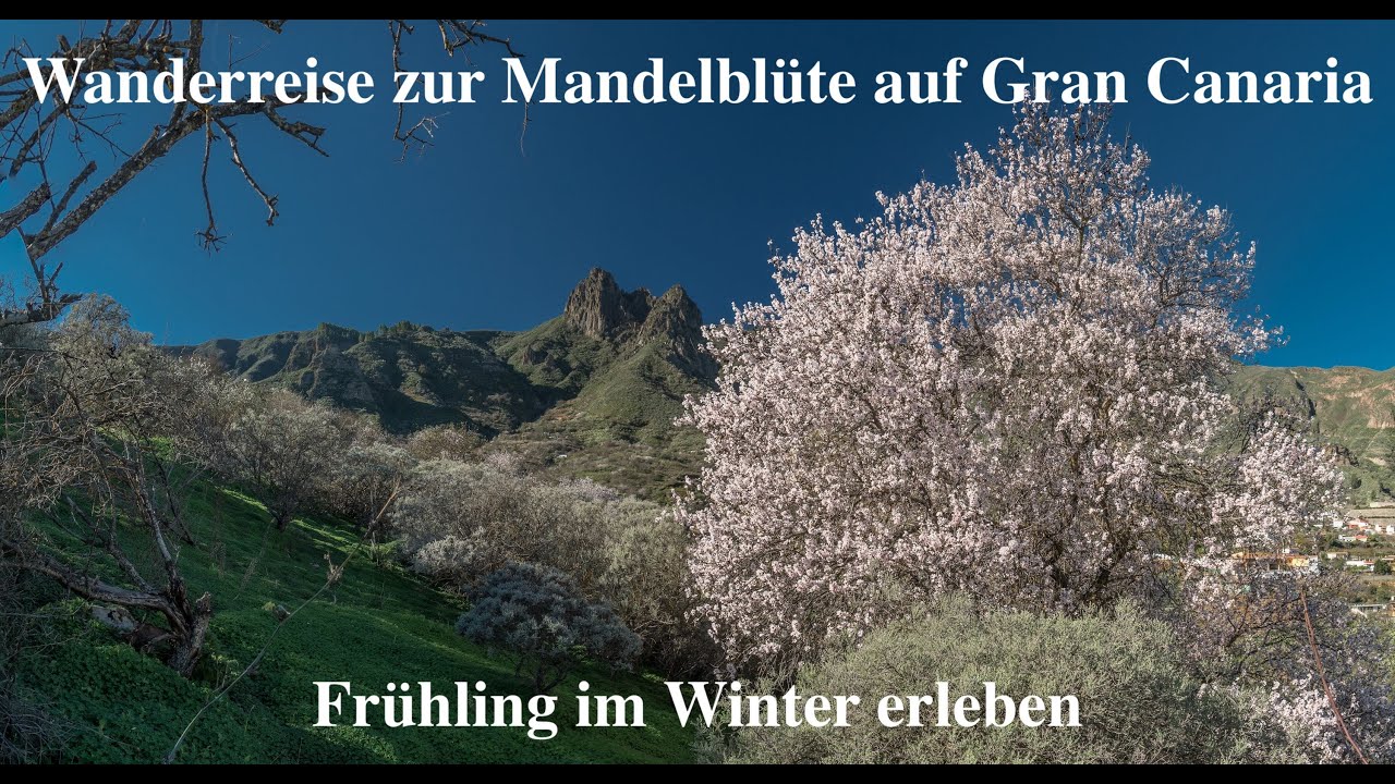 🌸 Wanderreise zur Mandelblüte auf Gran Canaria – Frühling im Winter erleben