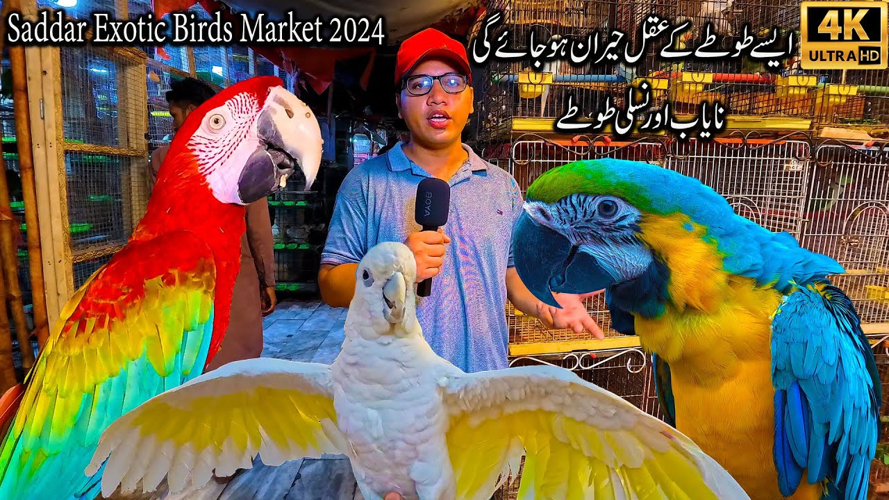 Saddar Exotic Birds Market 2024 Karachi Latest Updates | Macaw Cockatoos  Rare and Unique Parrots