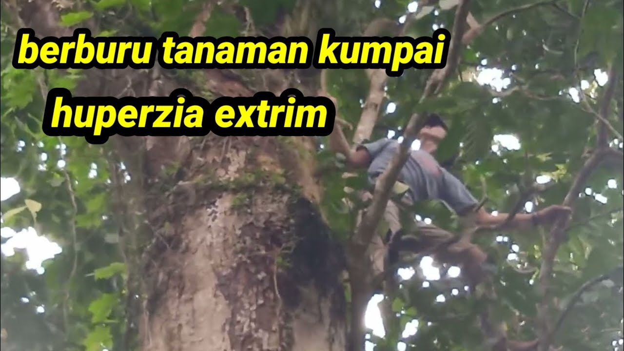 huperzia/kumpai/tanaman gantung/proses pengambilan tanaman huperzia extrim