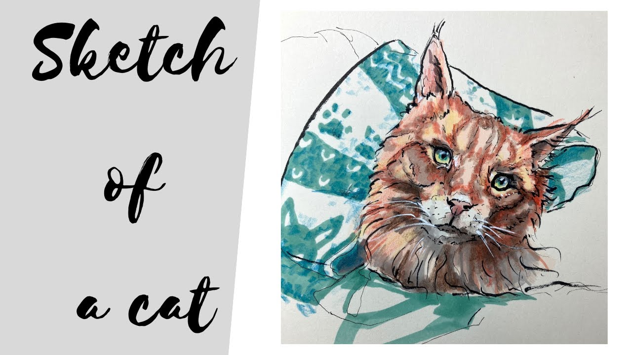 Sketch of a Cat; Maine Coon