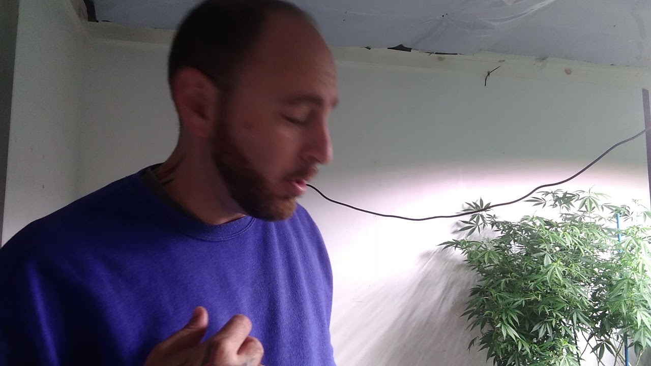 all things cannabis intro...