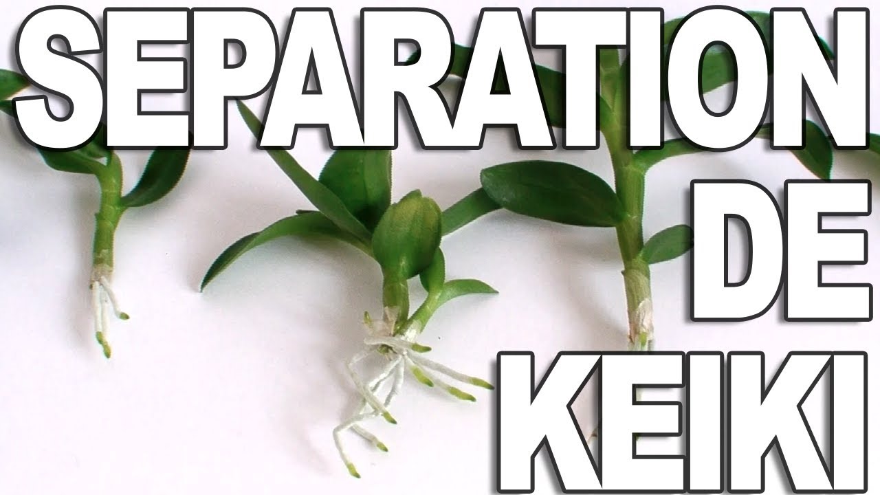 Quand et Comment séparer un Keiki de vos orchidées ??