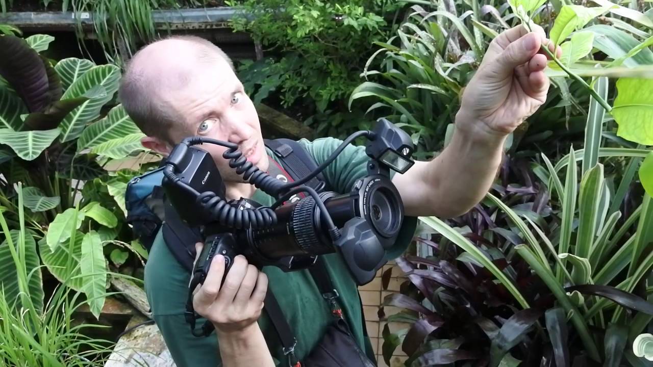 Exotické motýle v Botanickej záhrade UPJŠ v Košiciach 2016